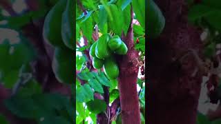 #shorts Bilimbi Kamias fruit #shortsviral #trending #satisfyingvideo #Bilimbi #Kamiasfruit