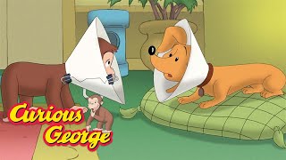 Curious George 🐵 George tries to help Hundley 🐵 Kids Cartoon 🐵 Kids Movies 🐵 Videos for Kids
