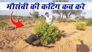 Mosambi Ki Cutting Kab Kare || Mosambi Tree Pruning Time || मौसंबी के पेड़ की कटिंग कब करे