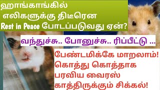 ஹாங்காங்கில் வெள்ளை எலிகளுக்கு திடீரென Rest in Peace போடப்படுவது ஏன் ??