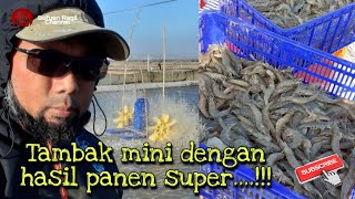 Tambak mini dengan hasil super.....!!! (Proses tebar benur udang vaname...)