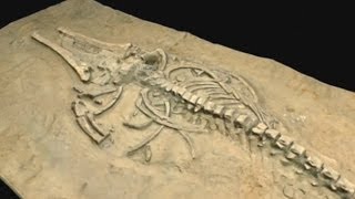 Science finally solves ancient whale graveyard mystery