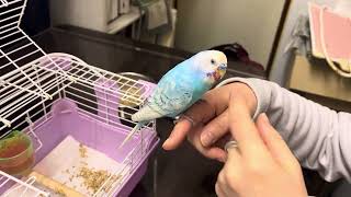 ⑻セキセイインコのロイちゃんの面会