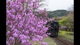 キハ147形・キハ47形8000番台 はやとの風(隼人之風)鹿児島中央~吉松 1