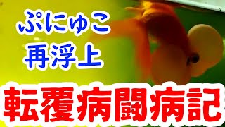 【金魚転覆病】沈み始めた金魚の経過報告