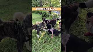 【甲斐犬】秋田犬3匹と甲斐犬いちご🍓