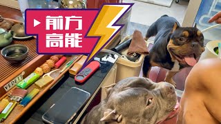 恶霸犬六甲胆肥了，竟然敢咬老头子？可爱宠物狗