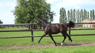 Vidéo LOT 0422 NEWTON DE TILLARD - Ventes de Trotteurs de Caen - 24 septembre 2024