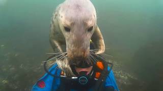 Playful grey seal