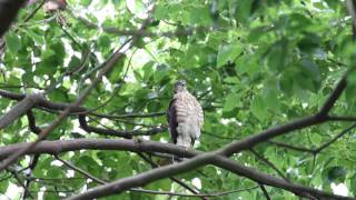 477A4108 巣立ちしたツミの幼鳥　Japanese Spaarrowhawk