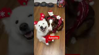 ఎంత క్యూట్ గా రెడీ అయ్యాయి #merrychristmas#christmascelebrations #cutedogs#dogslove