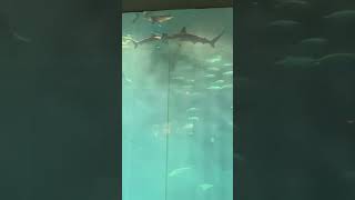 葛西臨海水族園の大水槽🦈