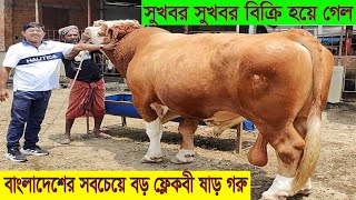 সুখবর সুখবর বিক্রি হয়ে গেল মাজ্জাক এগ্রোর বাংলাদেশের সবচেয়ে বড় কুরবানীর ফ্লেকবী ষাড় গরু#cow #qorbani