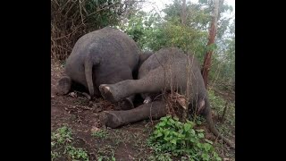 18 Elephants killed in lightning strikes in Assam || Investigation ordered  || Nivuzworld