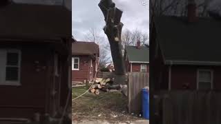 raccoon jump