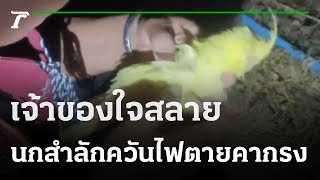 เจ้าของใจสลาย นกสำลักควันไฟตายคากรง | 10-02-65 | ห้องข่าวหัวเขียว