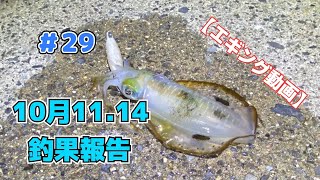 【エギング動画】＃29 10月11.14釣果報告