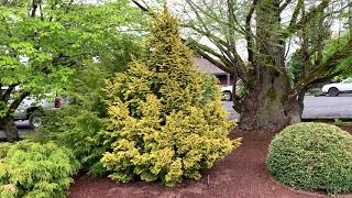 Tsuga canadensis 'Aurea Compacta' Dwarf Golden Canadian Hemlock April 23, 2020