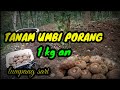 CARA MENANAM PORANG DARI UMBI BESAR