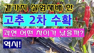 [텃밭농부 1,615]  곁가지 실험재배 한 고추 2차수확, 과연 어떤 것이 많이 열렸을까? 비교결과 #고추재배