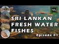 Sri Lankan Fresh Water Fishes | Episode 01 | ශ්‍රී ලංකාවේ මිරිදිය මත්ස්‍යයින් #documentary #ecology