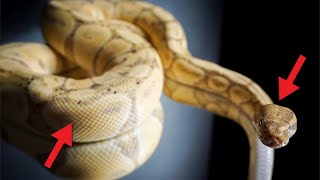 Ball Python Body Language