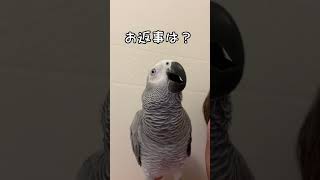 ヨウムのくぅちゃんにお返事させられる飼い主(笑)