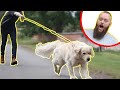 How To STOP Your Dog Pulling On The Leash - EXTREME TRANSFORMATION