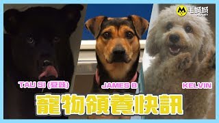 【寵物領養快訊】香港愛護動物協會 29/06/2018