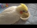 オカメインコのチョコボのモーニングルーティン　2022.12.22