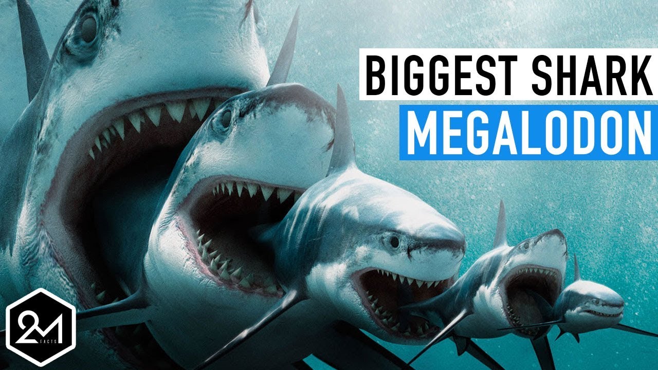 Top 10 Unbelievable Facts About The Biggest Shark Ever : Megalodon ...