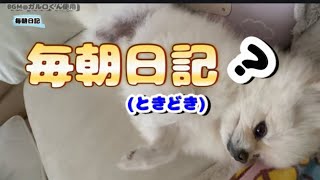 【毎朝日記】凸とつ　とつげーきーのーおはようぽんちゃん　　　#pomeranian  #ポメラニアン