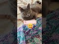 Ну очень вкусненько 🐱 нашамауси домашнийпитомец shorts