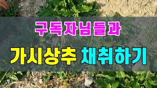 구독자님들과 가시상추를 채취하고 왔습니다