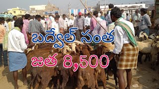 Friday Badvel santha.శుక్రవారం బద్వేల్ సంత.