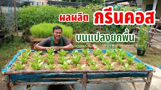 ผลผลิตกรีนคอสบนแปลงยกพื้น | แปลงยกพื้นราคาประหยัด | ผักปลอดสารพิษบ้านน้องปลายฝน