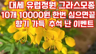 9월 그라스모종 심어 매년 풍성한 유럽정원 만들기