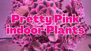 Pretty Pink indoor Plants | Pink foliage cute house plants that bring colours to your home