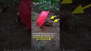 Amazing bird trap technology Works 100% | pigeon trap | bird trap #shorts #youtubeshorts #ytshorts