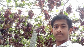 JENIS GRAPES തമിഴ് നാട്ടിലെ മുന്തിരി പാടം video blog by TRAVEL VLOGS