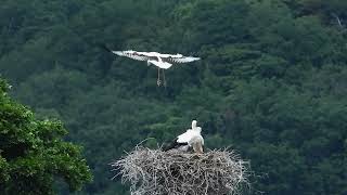 鳴門コウノトリ 2023/05/20 撮影 成長記録 徳島県鳴門市