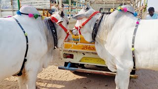 పెబ్బేరు సంతలో పాలపళ్ళ కోడెల రేట్లు-pebbair bull market-pebbair market-pebbair Cattles market-oxen