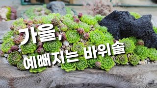 가을바람이 부니 옥상의 바위솔들이 슬슬 예뻐지려고해요🤗