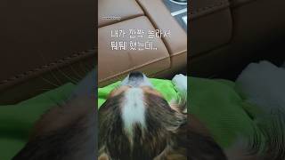 차에다 침뱉은 강아지 ㅋㅋㅋㅋ #cutedog #더빙 #개그