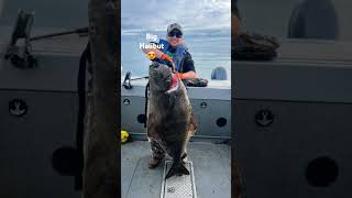 Duet and show your biggest Alaskan fish #fishing #alaska #salmon