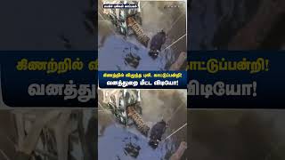 கிணற்றில் விழுந்த புலி, காட்டுப்பன்றி! வனத்துறை மீட்ட விடியோ! பென்ச் புலிகள் காப்பகம் | Shorts