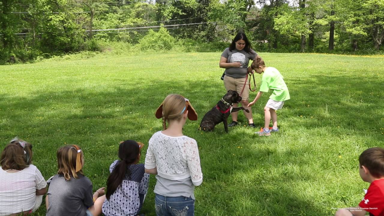 Meet Bella The Dog At Baltimore Humane Society - YouTube