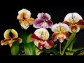 Paphiopedilum, Phragmipedium, Cypripedium si Anggrek Sepatu, Tips Merawat Anggrek Kantong