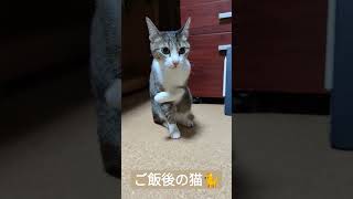 ご飯後の猫🐈 - Cats after dinner - #Shorts