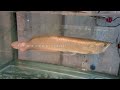 തൃശൂർ ജില്ലയിലെ ഏറ്റവും വലിയ aquarium shop ഗപ്പി മുതൽ arapaima വരെ ഉണ്ട് babu golden aquarium